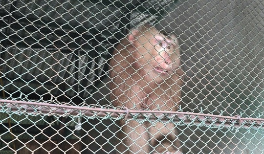 Loài động vật quý hiếm lông màu nâu xám bất ngờ đi lạc vào vườn nhà dân