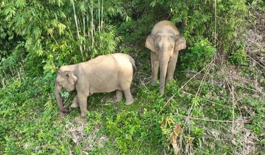 Nghệ An: Khó phát triển quần thể voi rừng