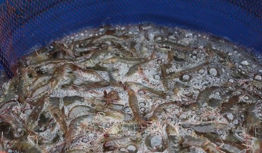 Giá tôm thẻ chân trắng 'nghịch vụ' tăng cao