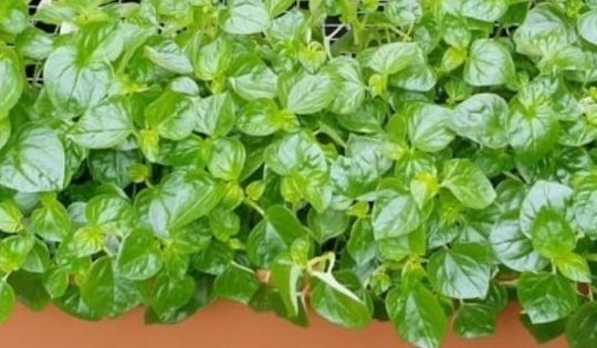 Cách làm đẹp từ rau càng cua