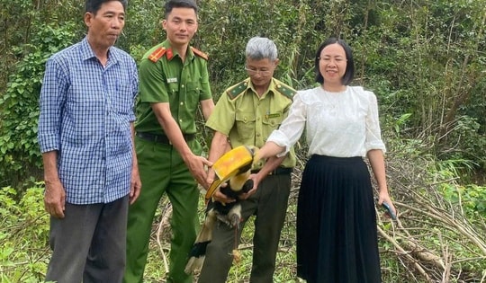 Chim hồng hoàng quý hiếm xuất hiện ở khu dân cư