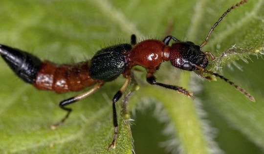 Kiến ba khoang 'tấn công' khiến người đàn ông bị sốc phản vệ