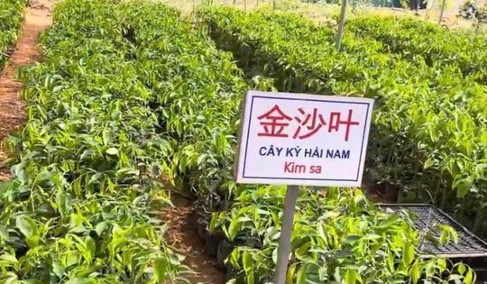 Sự thật loại cây trồng 1 ha thu hàng chục tỷ đồng sau 7 năm