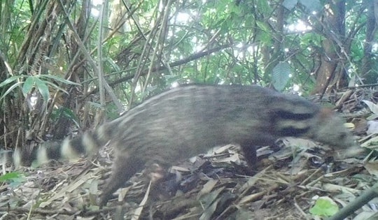 Phát hiện các loại Cầy quý hiếm tại núi rừng phía tây Thanh Hóa