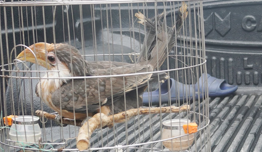 Loài chim trong Sách đỏ bay vào nhà và hành động bất ngờ của người đàn ông trong bản