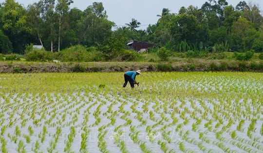 Nông dân thu lợi hàng trăm triệu đồng từ mô hình lúa-tôm hữu cơ xen canh