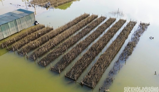 Cúc họa mi chưa kịp nở đã tàn trong lũ