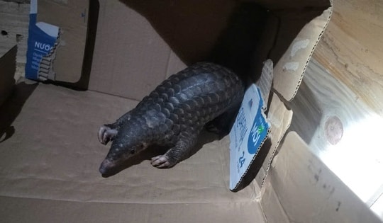 Người dân bất ngờ phát hiện động vật quý hiếm nhóm IB trên mái nhà