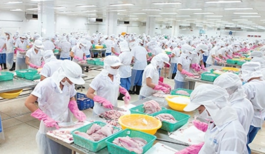 Thủy sản Mekong giải trình chênh lệch lợi nhuận