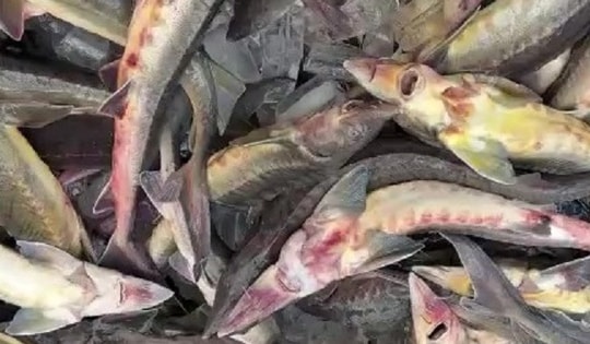 Lũ ống làm chết khoảng 45 tấn cá tầm của người dân ở Măng Đen