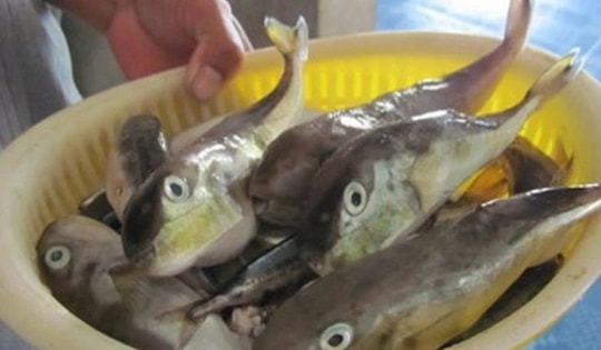 Sở Y tế Lâm Đồng yêu cầu điều tra vụ ngộ độc cá nóc khiến một người nguy kịch