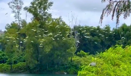 Video mãn nhãn những đàn cò trắng tung cánh khắp cánh đồng ở Huế