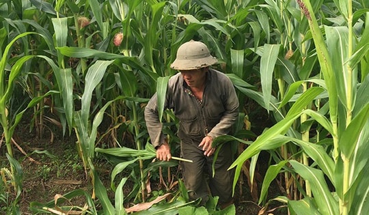 Điện Biên nhân rộng mô hình sinh kế từ lợi thế địa phương, hướng tới giảm nghèo bền vững