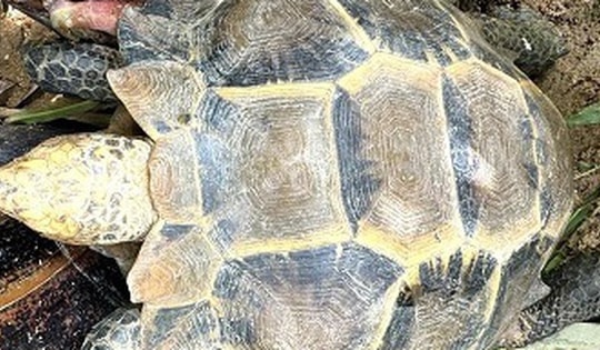 Nhiều động vật quý hiếm trở về với rừng tự nhiên ở Quảng Ngãi