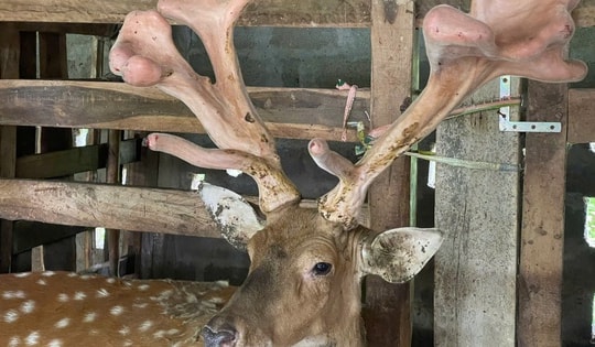 Những chính sách của Hà Tĩnh giúp người dân giảm nghèo bền vững nhờ nuôi hươu