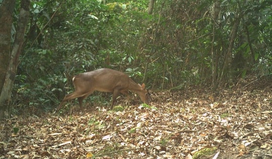 Loài thú móng guốc cực kỳ quý hiếm ở rừng Phong Nha – Kẻ Bàng