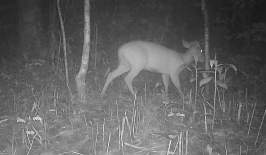 Thêm hình ảnh mới nhất về động vật quý hiếm xuất hiện ban đêm ở VQG Chư Mom Ray