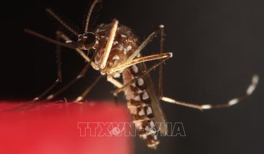 Hiện tượng chưa từng có, muỗi xuất hiện ở Iceland