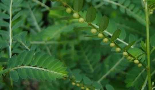 Chó đẻ răng cưa: Vị thuốc tốt cho gan nhưng cần dùng đúng cách