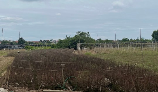 Cảnh tiêu điều tại làng hoa Tây Tựu, nhiều hộ dân mất trắng sau ngập lụt