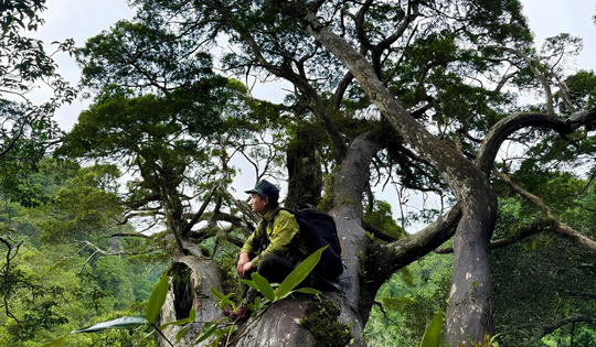 Cơ hội khám phá rừng cây 'hóa thạch sống' ở vùng lõi Phong Nha