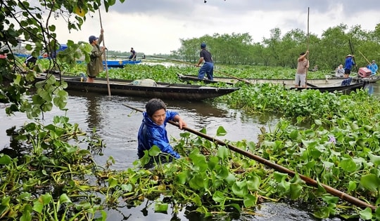 Lục bình phủ kín mặt nước, người dân điểm du lịch cộng đồng ở Huế ngâm mình 'giải vây'