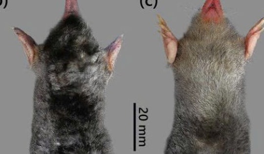 Phát hiện loài chuột chũi, động vật còn nhiều bí ẩn dưới lòng đất Pù Luông