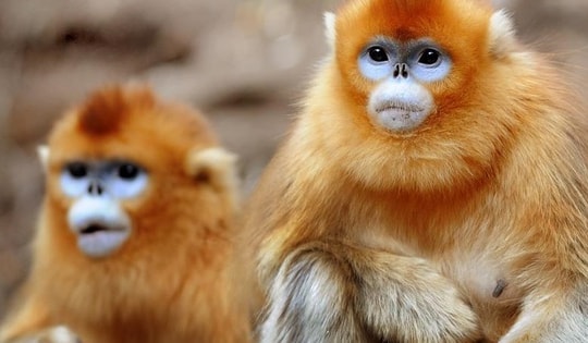 Loài vật quý hiếm trở thành 'đại sứ' mới của Trung Quốc