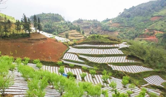 Phát huy lợi thế dược liệu – Lào Cai mở hướng xóa đói giảm nghèo bền vững