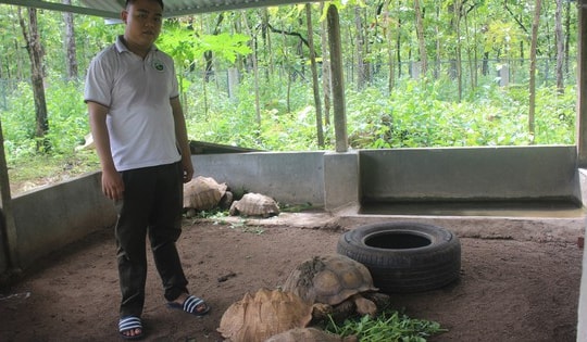 Chuyện về ‘bảo mẫu’ đặc biệt của động vật quý hiếm