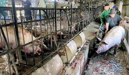 Chập điện máy sưởi ấm đàn lợn, trang trại chăn nuôi bốc cháy