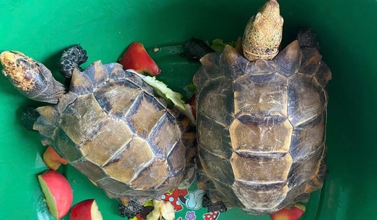 Phát hiện hai cá thể rùa quý hiếm trong khuôn viên đền