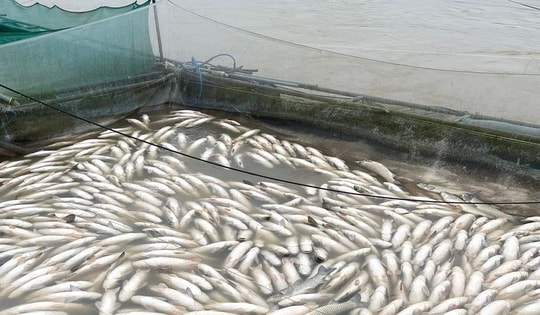 Nhiều hộ nuôi cá lồng ven sông Bồ có nguy cơ trắng tay sau mưa lũ