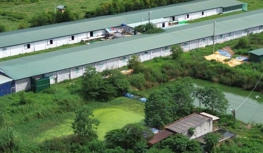 Trang trại nuôi vịt bị phạt 300 triệu đồng vẫn tiếp tục gây ô nhiễm