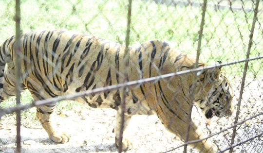 Tìm ngôi nhà mới cho chín cá thể động vật quý hiếm có nguy cơ tuyệt chủng