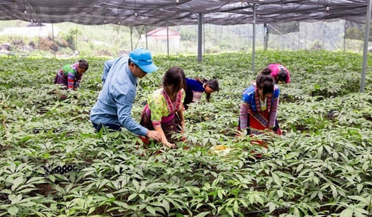 Giữ gìn tinh hoa y dược cổ truyền để phát triển công nghiệp dược Việt Nam