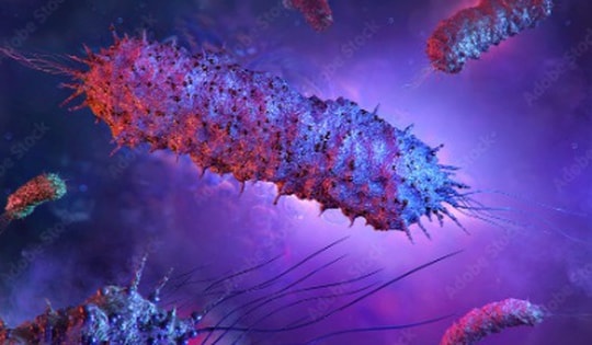 Miếng dán virus tiêu diệt 99.9% vi khuẩn trong thực phẩm