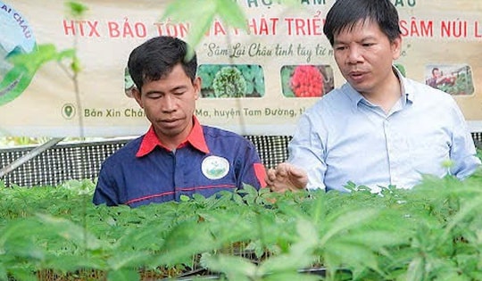 Cây 'thoát nghèo' cho đồng bào dân tộc thiểu số vẫn cần một 'cú hích'