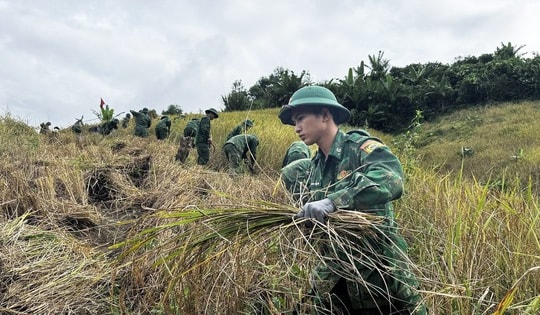 Chạy đua với thời gian giữ hạt lúa trước bão số 13
