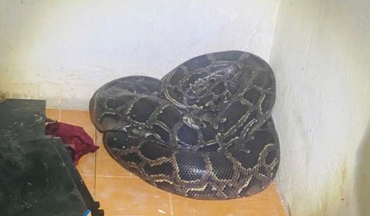Hoảng hốt phát hiện trăn hơn 30kg cuộn tròn ở góc nhà