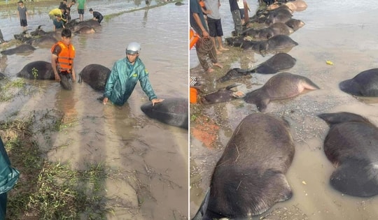 Xót xa hàng chục con trâu bị ngạt nước do bão số 13