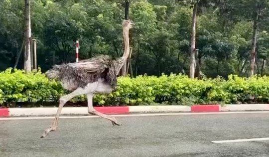 Đà điểu cao gần 3m chạy rông giữa khu công nghiệp, gây náo loạn người đi đường