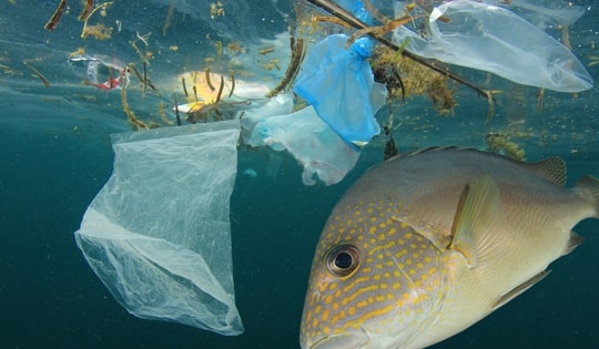 Quy trình giám sát rác thải nhựa trên bãi biển của các nhà khoa học Việt Nam