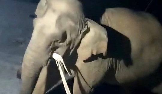 Clip voi rừng vào nhà dân ở Nghệ An tìm thức ăn