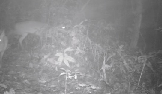 Phát hiện loài động vật 'tuyệt chủng' và kho tàng 12 loài thực vật mới