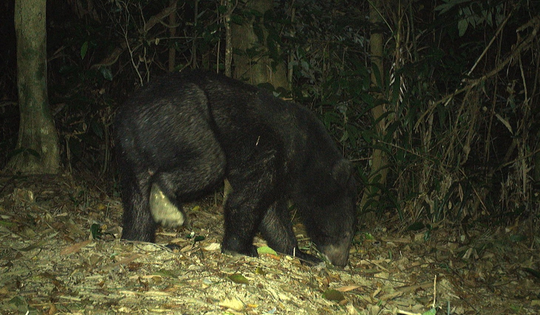 Quảng Trị đầu tư tiền tỷ hỗ trợ phục hồi động vật hoang dã
