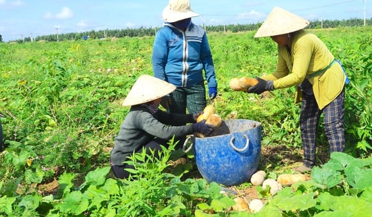 Tây Ninh phấn đấu giảm nghèo bền vững, hướng tới phát triển toàn diện
