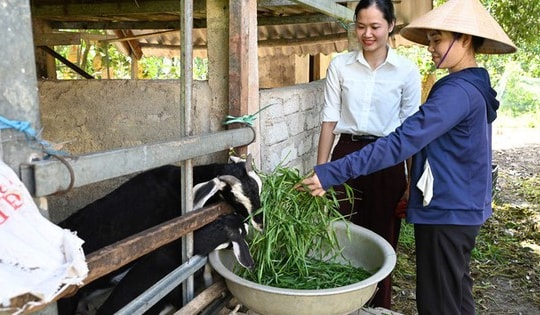 Hà Tĩnh: Lan tỏa hiệu quả các mô hình sinh kế, góp phần giảm nghèo bền vững