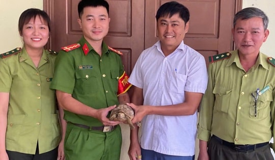 Rùa quý hiếm có nguy cơ tuyệt chủng bò vào nhà dân