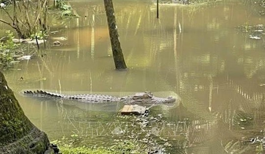 Cảnh báo người dân không tắm sông gần nơi xuất hiện hình ảnh cá sấu ở Cần Thơ